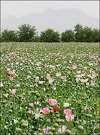 img34259_mak-opium.jpg